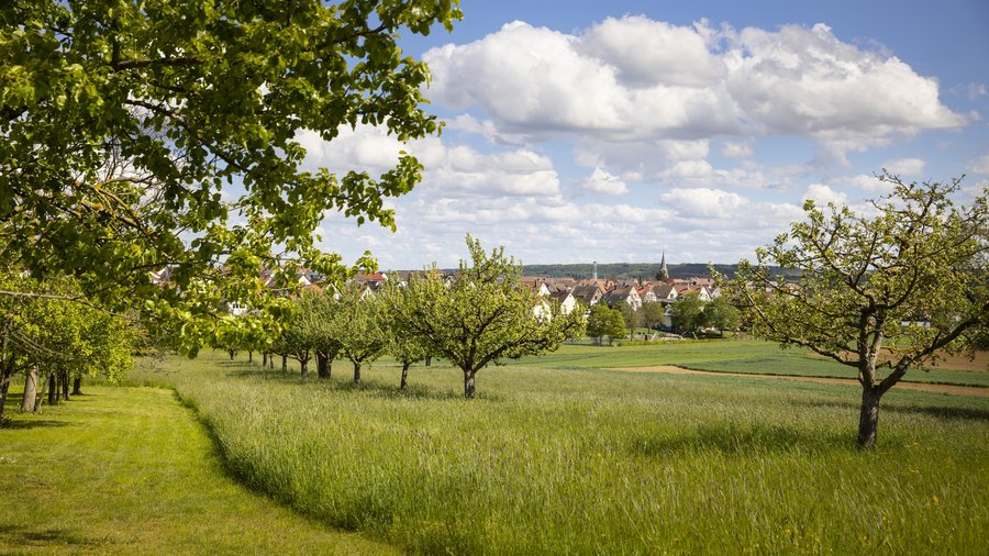 Obstwiesen vor Dorfkulisse